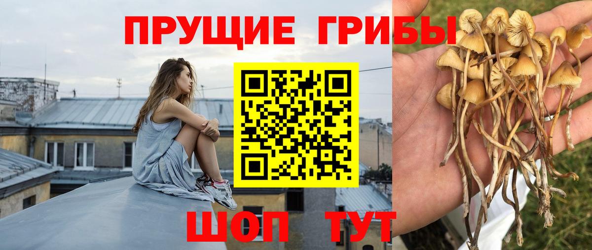 Балахна  Псилоцибиновые грибы Cubensis  где можно купить   Вход с VPN 